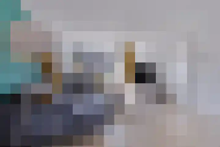 Jamaïcaring 16 Drunen thumbnail 8