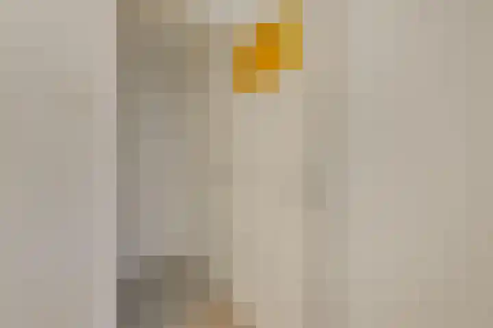 Janvossensteeg 3 A Leiden thumbnail 6