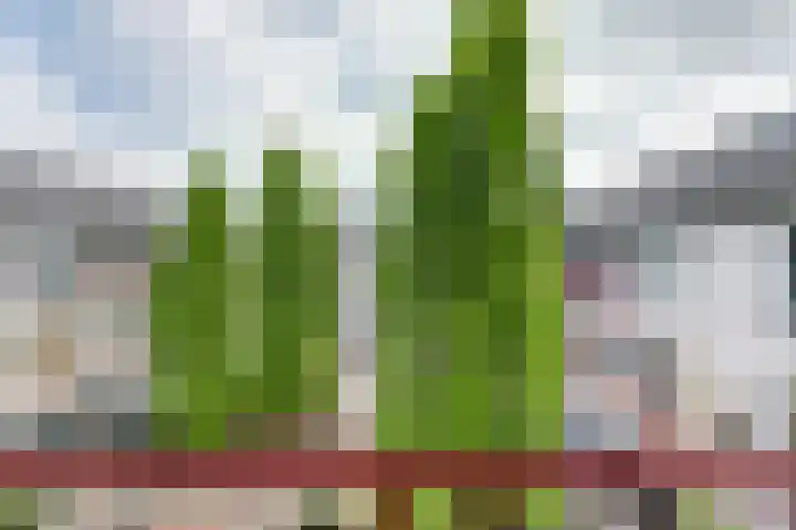 Japieserf 16 Gouda thumbnail 14