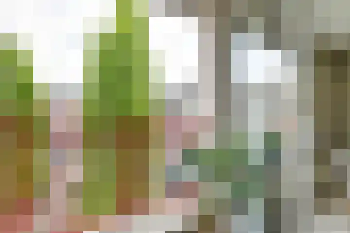 Japieserf 16 Gouda thumbnail 15