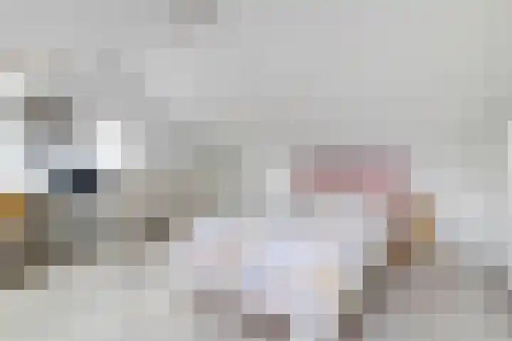Japieserf 16 Gouda thumbnail 29