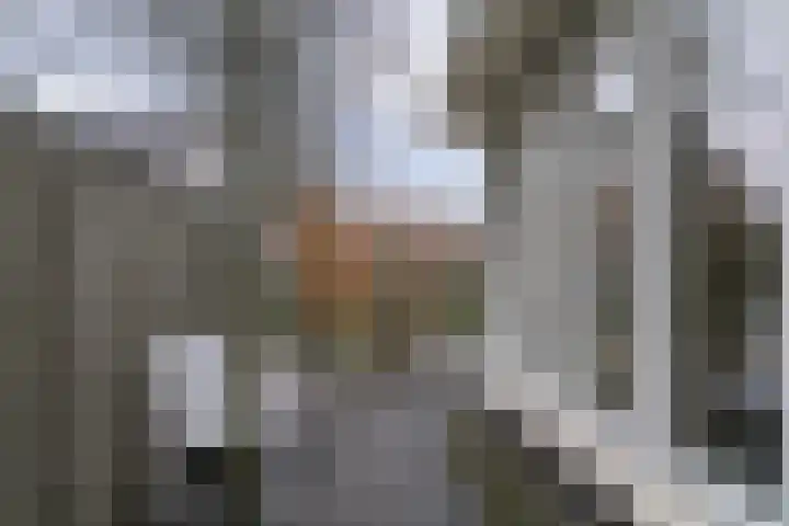 Jasmijnlint 20 Limmen thumbnail 42