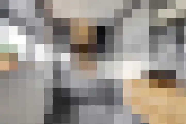Jeldingaheerd 44 Schildwolde thumbnail 30