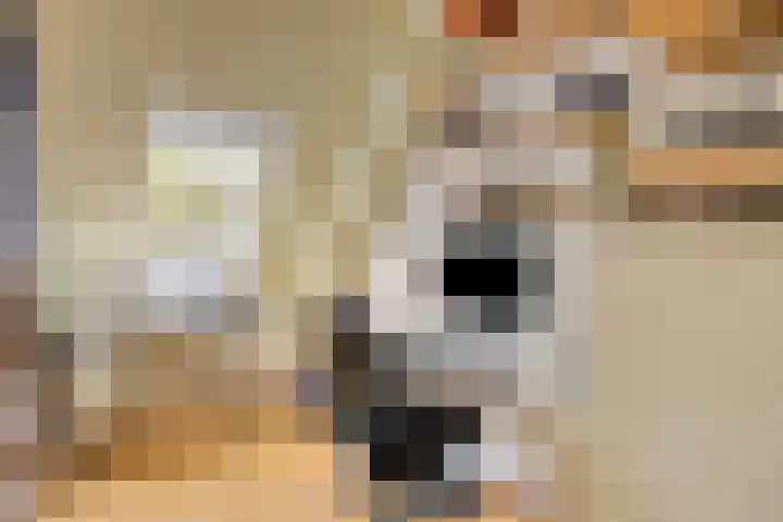 Jeneverbes 16 Oss thumbnail 15