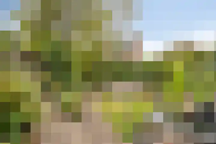 Jeneverbes 16 Oss thumbnail 18