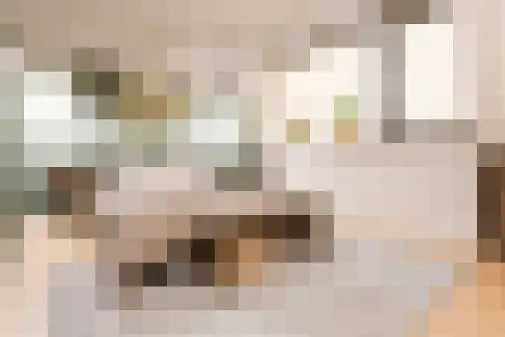 Jeneverbes 16 Oss foto 2