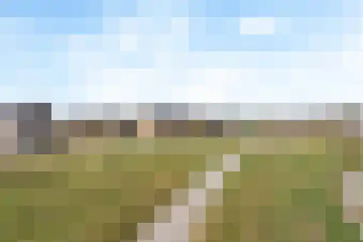 Jeneverbes 5 Borne thumbnail 16