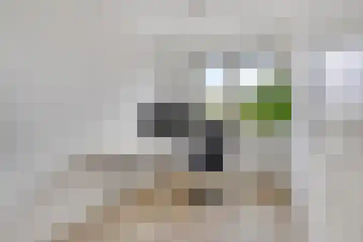 Jeneverbes 8 Borne thumbnail 22