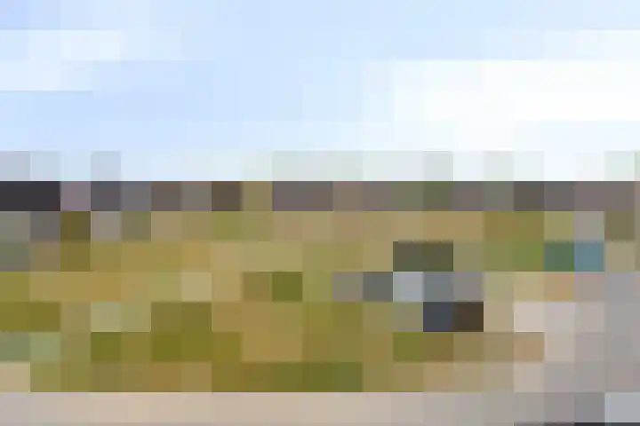 Jeneverbes 8 Borne thumbnail 31