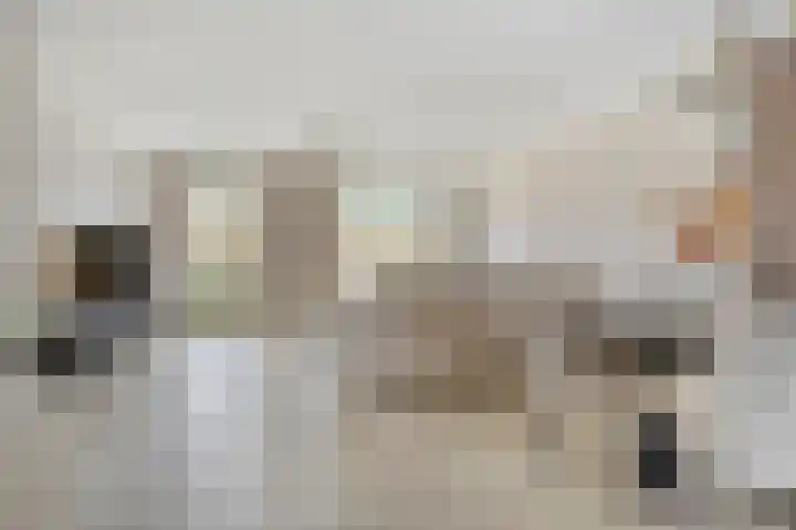 Jeneverbes 8 Borne thumbnail 4