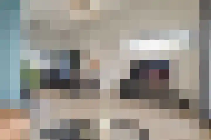 Johan van Gheelborg 18 Spanbroek thumbnail 32