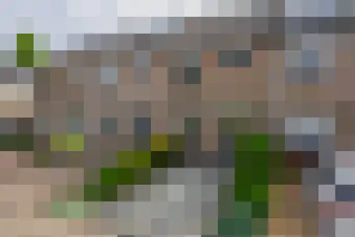 Jolwerf 5 Gouda