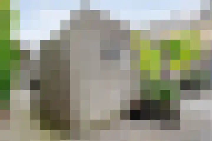 Jongsmalaan 32 Hardenberg thumbnail 32