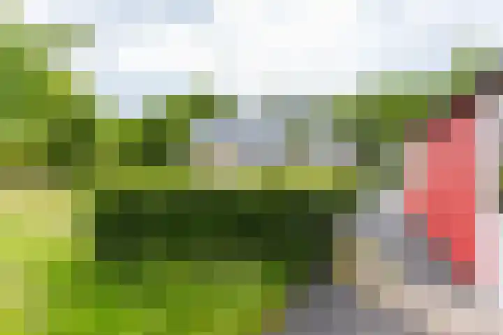Jonkerslandreed 5 Oudehorne thumbnail 13