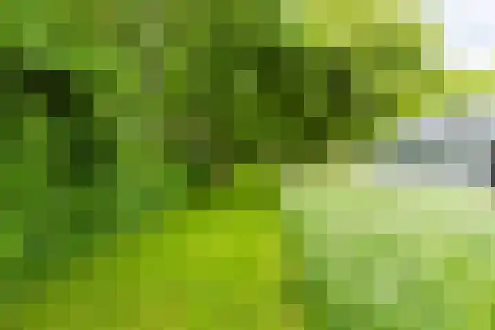 Jonkerslandreed 5 Oudehorne thumbnail 18