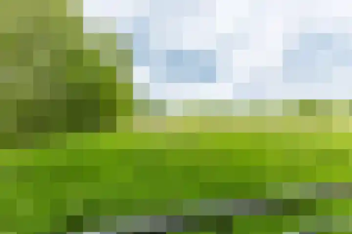 Jonkerslandreed 5 Oudehorne thumbnail 29