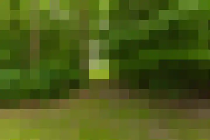 Jonkerslandreed 5 Oudehorne thumbnail 30