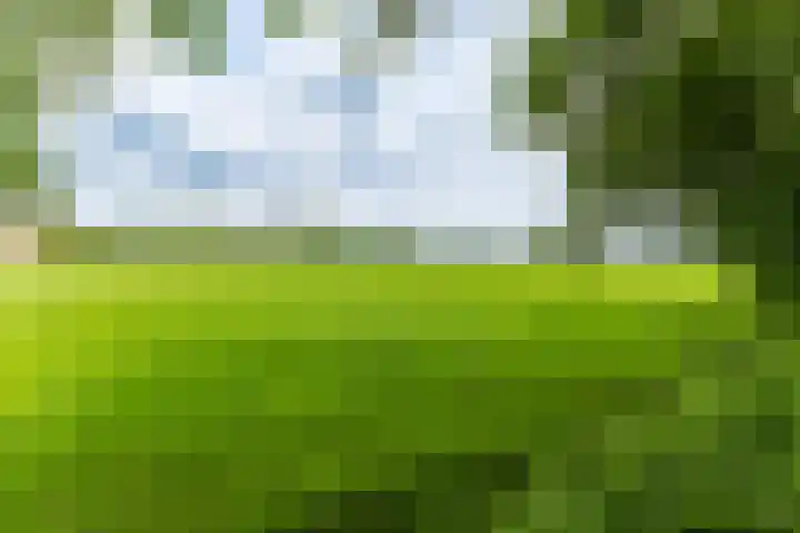 Jonkerslandreed 5 Oudehorne thumbnail 32