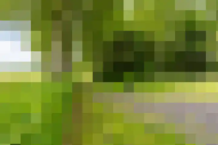 Jonkerslandreed 5 Oudehorne thumbnail 36