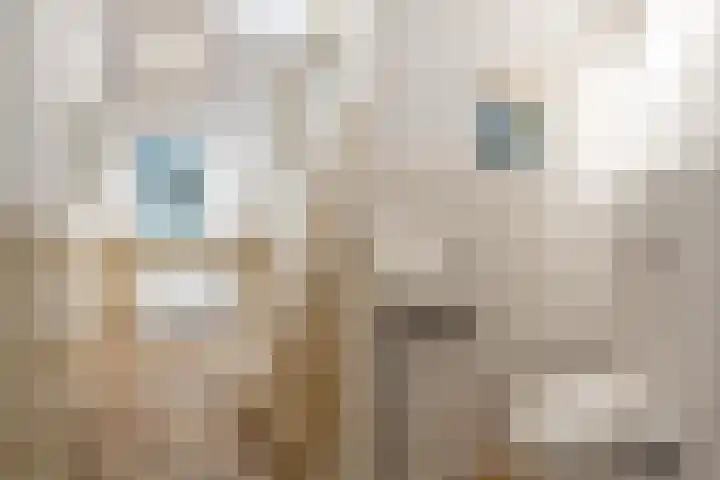 Joppelaan 98 Joppe thumbnail 10