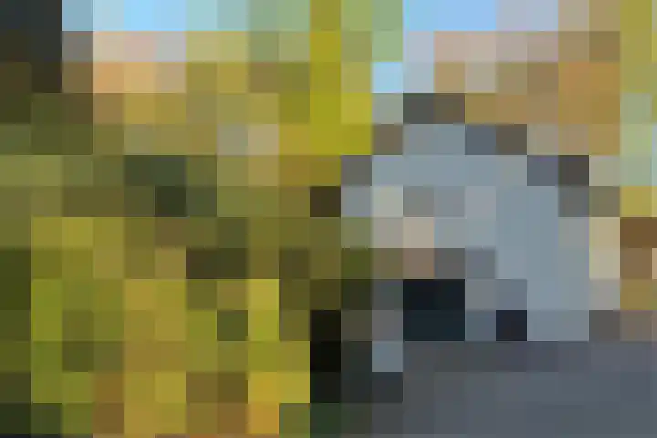 Joppelaan 98 Joppe thumbnail 4