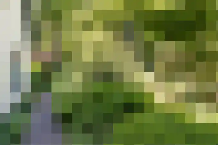 Joppelaan 98 Joppe thumbnail 58