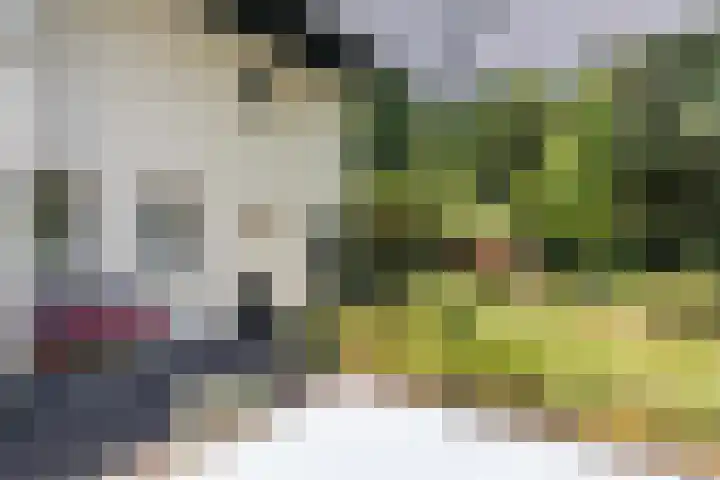 Joppelaan 98 Joppe thumbnail 61