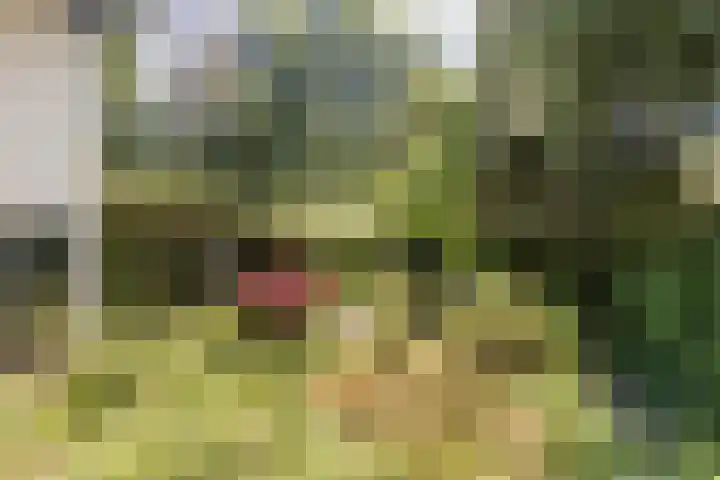 Joppelaan 98 Joppe thumbnail 62