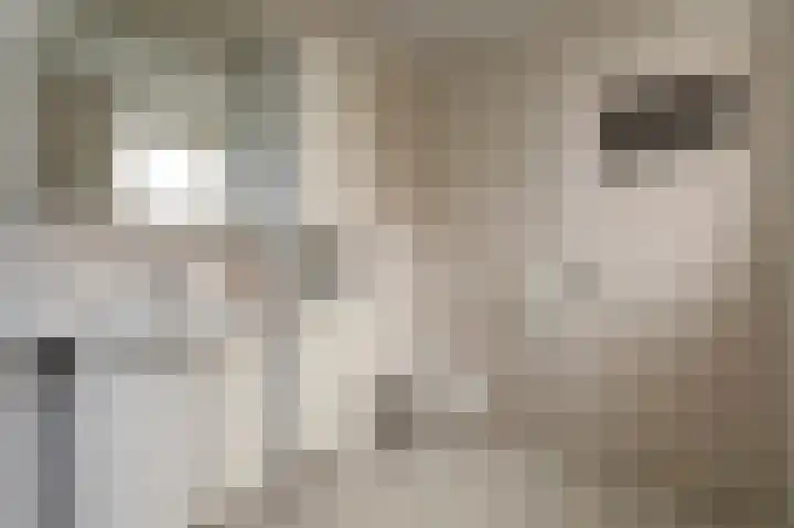 Jufferenpad 15 Meppel thumbnail 20