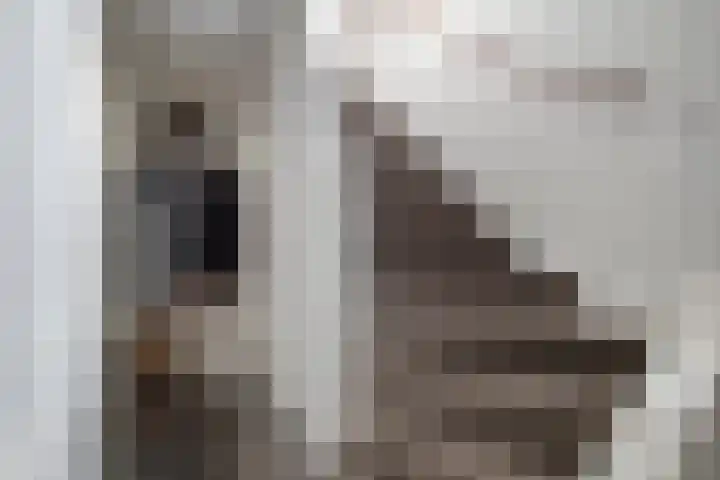 Julianalaan 17 Pijnacker thumbnail 8