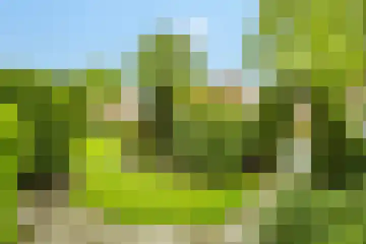 Julianalaan 9 Eefde thumbnail 41