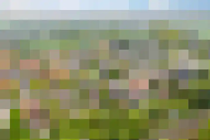 Julianalaan 9 Eefde thumbnail 43