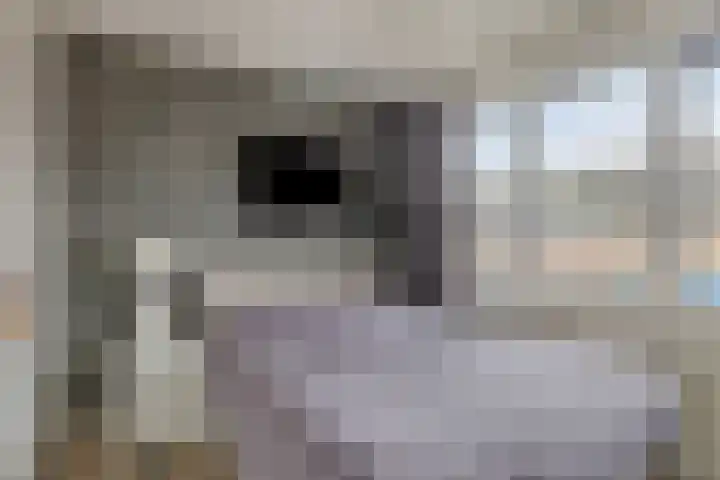 Juno 3 Veldhoven thumbnail 10