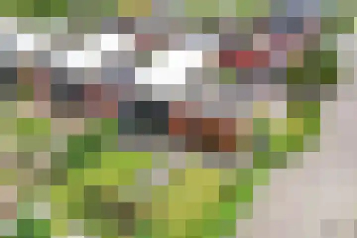 Junobaan 26 Franeker thumbnail 39