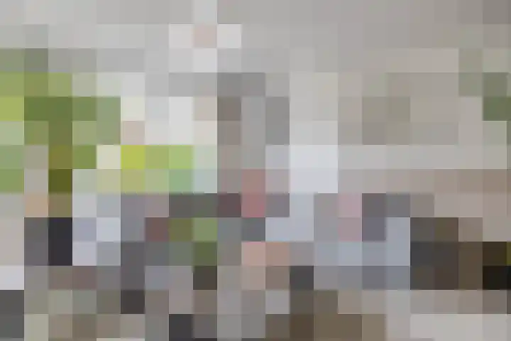 Kaagwerf 24 Gouda thumbnail 14