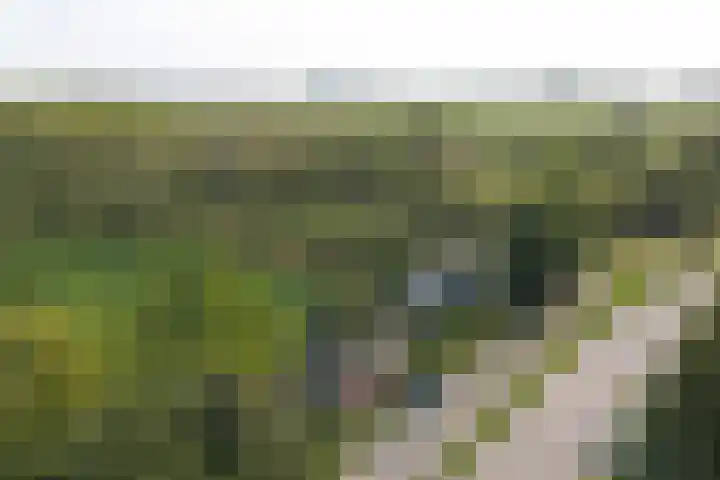 Kaaidijk 3 Wolphaartsdijk thumbnail 22