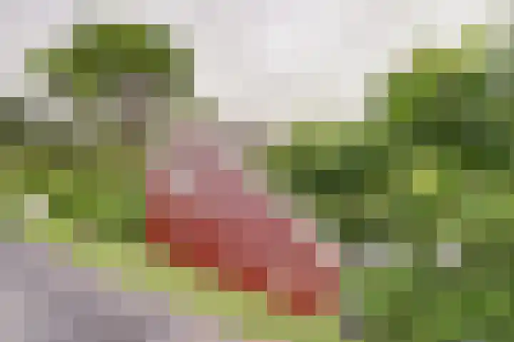Kaaidijk 3 Wolphaartsdijk thumbnail 27