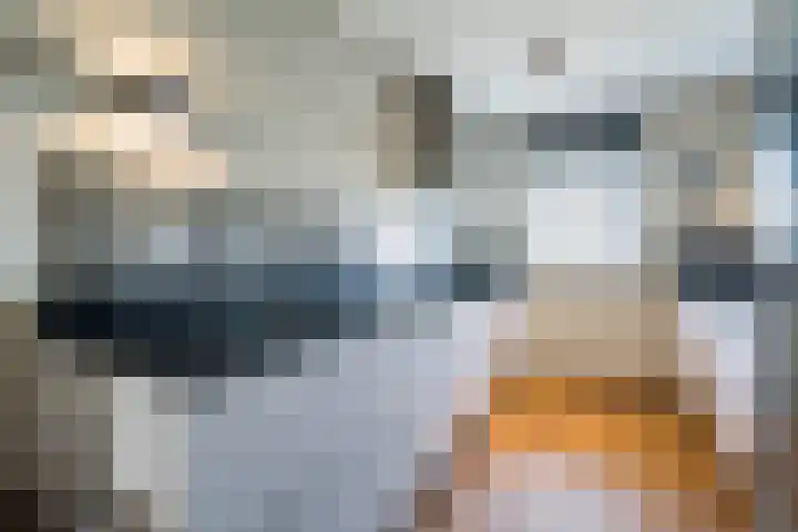 Kaarderstraat 8 Weert thumbnail 10