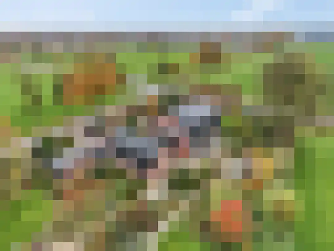 Kade 12 De Klomp thumbnail 4