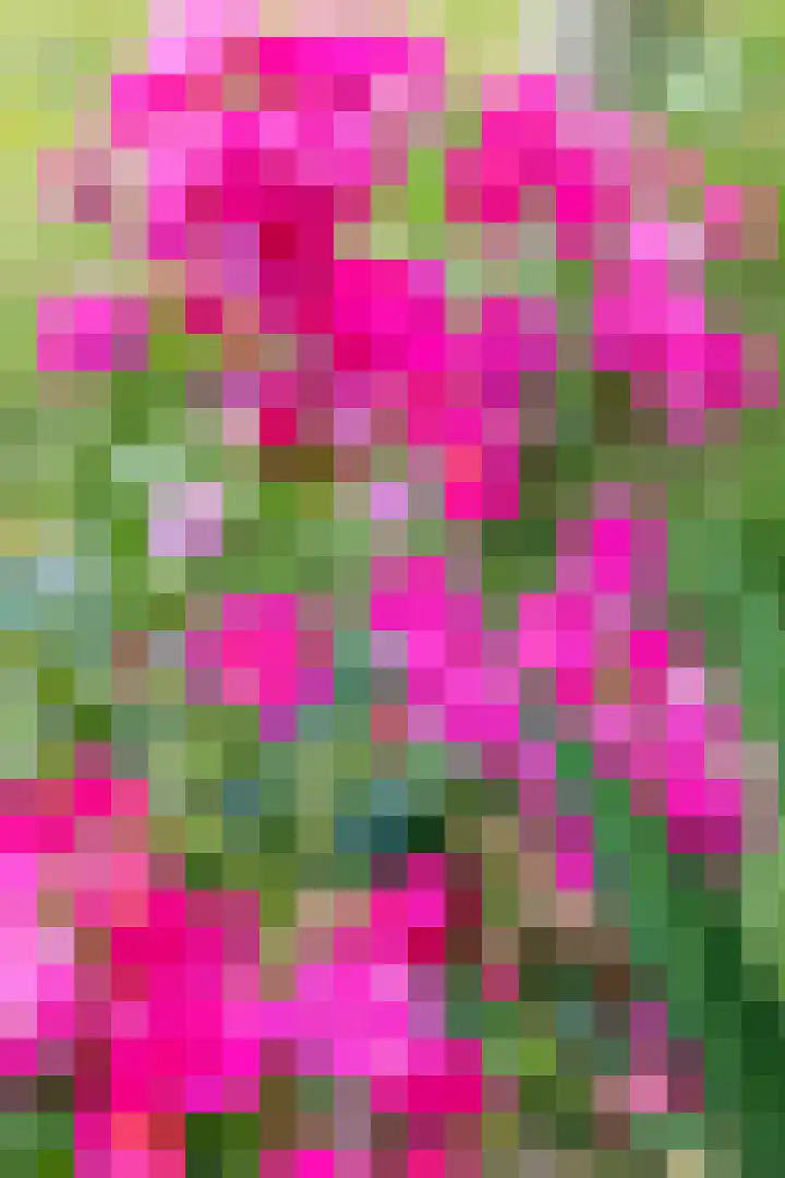 Kaleweg 9 Opende thumbnail 78