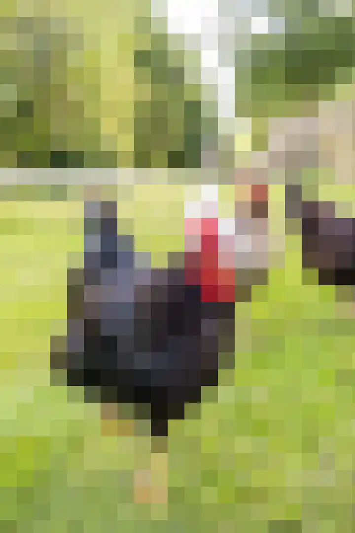 Kaleweg 9 Opende thumbnail 79