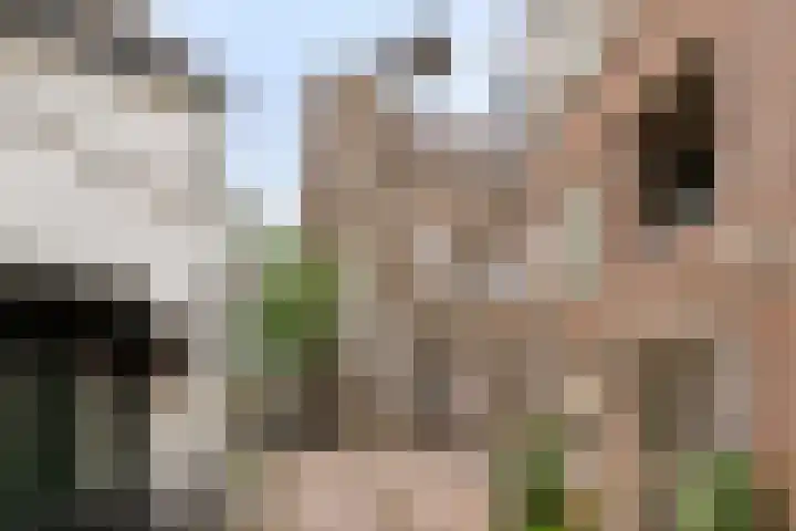 Kamelenspoor 234 Maarssen thumbnail 23