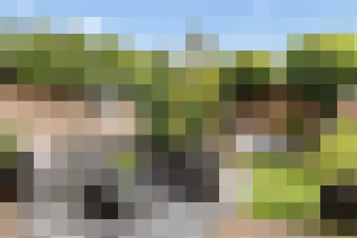 Kamgras 33 Houten thumbnail 18