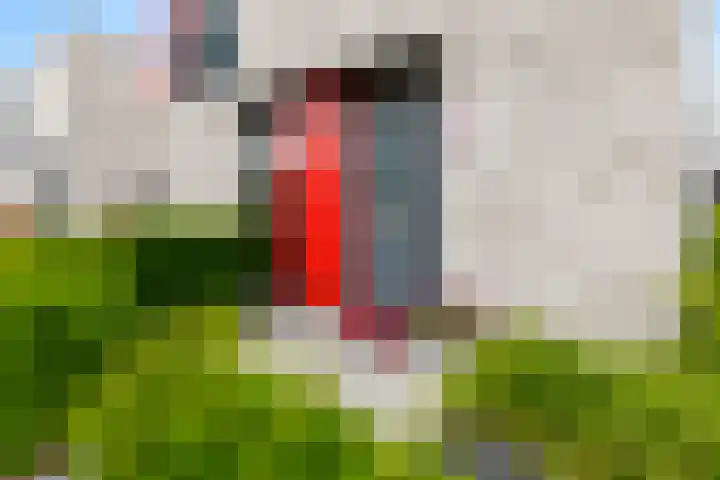 Kamille 12 Lelystad thumbnail 6