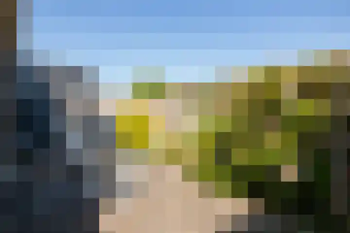 Kamille 21 Reeuwijk thumbnail 35