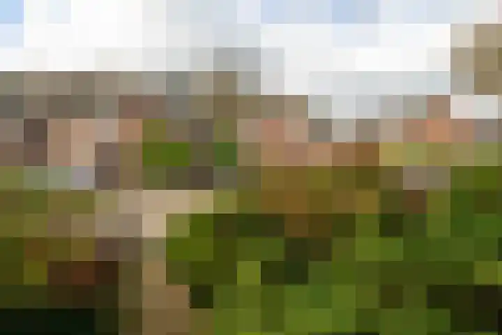 Kamille 23 Sprang-Capelle thumbnail 10