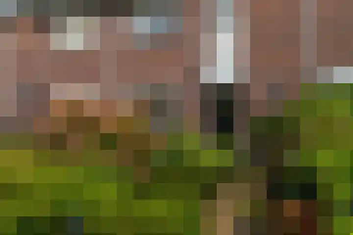 Kamille 23 Sprang-Capelle thumbnail 9