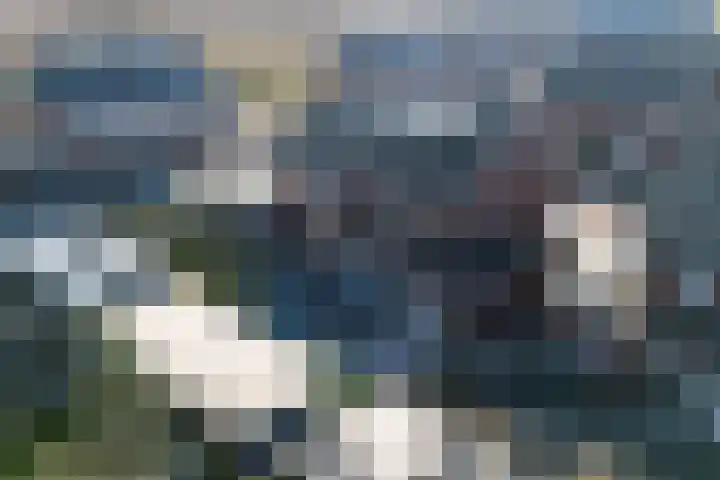 Kamille 4 Drachten thumbnail 50