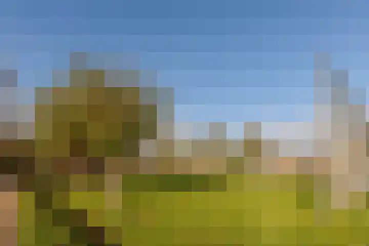 Kamille 47 Culemborg thumbnail 42