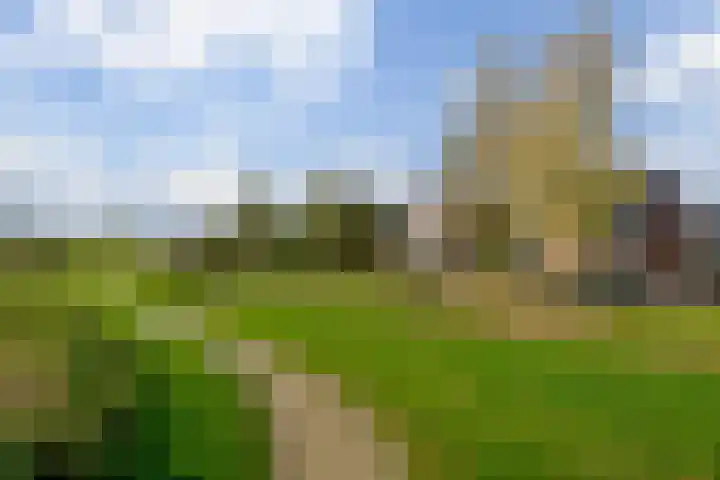 Kamperfoelie 11 Leek thumbnail 10